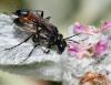 Ammophila sabulosa